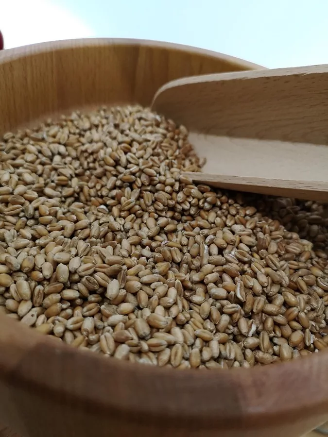 카무트효소 효과